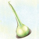 gourd