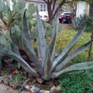 Agave2