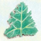 kale