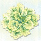 lettuce