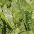 lettuce