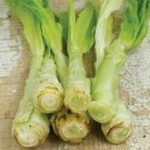 lettuce