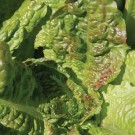 lettuce