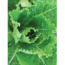 lettuce