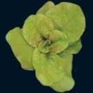 lettuce
