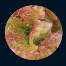 lettuce