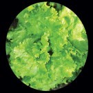 lettuce