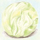 lettuce
