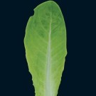lettuce