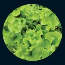 lettuce