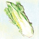 lettuce