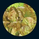 lettuce