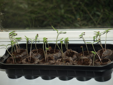 Small_tray_of_seedlings.detail