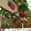 Strawberries.thumb