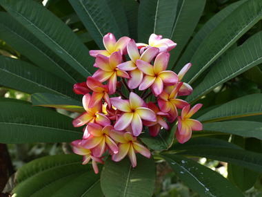 Pa119906plumeria.detail