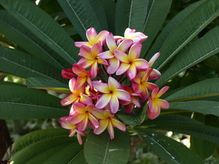 Pa119906plumeria.large