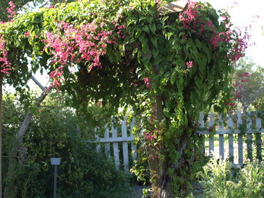 Pa119934coral_vine.detail
