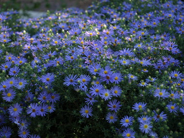 Pa119936fall_mistflower.detail