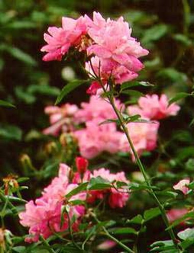 Roses.detail
