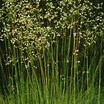 Ornamental Grasses
