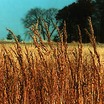 Ornamental Grasses