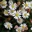 Mat Daisy, Miniature
