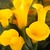 Calla_lilies_zantedeschia_pentlandii-1.small