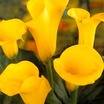 calla-lily