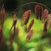 Ornamental Grasses