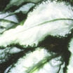 Lungwort, 'Excalibur'