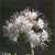 Annuals: Phacelia tanacetifolia