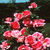 Carefree_wonder.small
