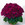 Cineraria: Pericallis x hybrida 'Jester® Pure Carmine'