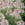 Cleome: Cleome hassleriana 'Sparkler Blush'