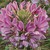 Cleome: Cleome hassleriana 'Sparkler Lavender'