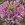 Cleome: Cleome hassleriana 'Sparkler Lavender'