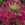 Annuals_cleome_hassleriana_sparkler_tm_rose-1.sprite