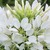 Cleome: Cleome hassleriana 'Sparkler White'