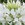 Cleome: Cleome hassleriana 'Sparkler White'