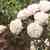 White_meidiland.small