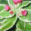 Lungwort, 'David Ward'