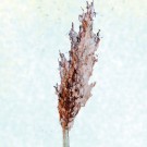 sorghum