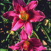 Daylilies_hemerocallis_lady_eva-1