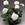 Geraniums: Pelargonium 'North Star'