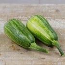 zucchini