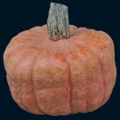 winter squash