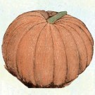 pumpkin