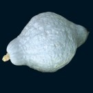 hubbard squash