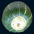 buttercup squash