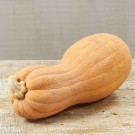 butternut squash
